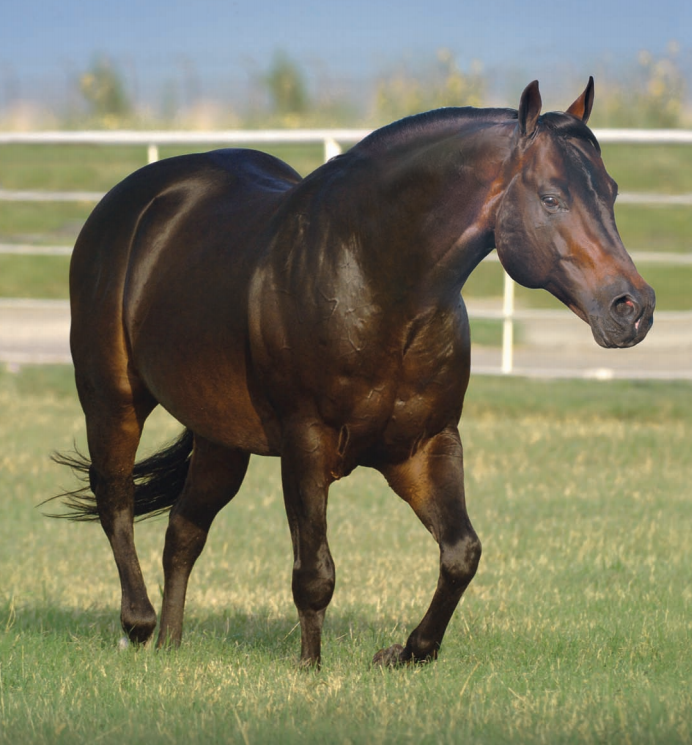 Roosters Wrangler - Barrel Horses